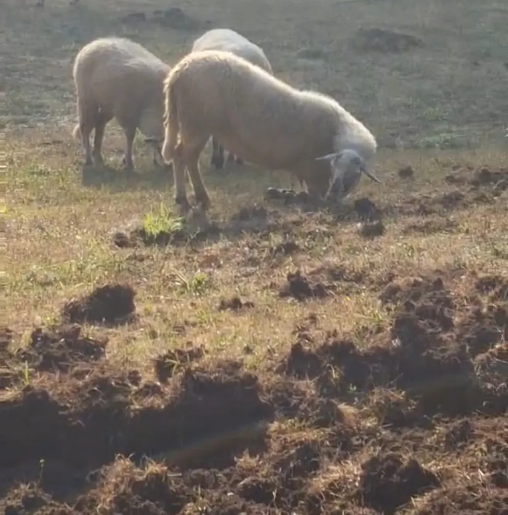 (VIDEO) Divlje svinje preorale njive i uni&scaron;tile usjeve u Lijevoj Rijeci