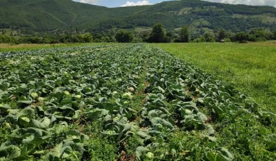 Pad prinosa na području Bijelog Polja: Stočarstvo podbacilo do 40 odsto