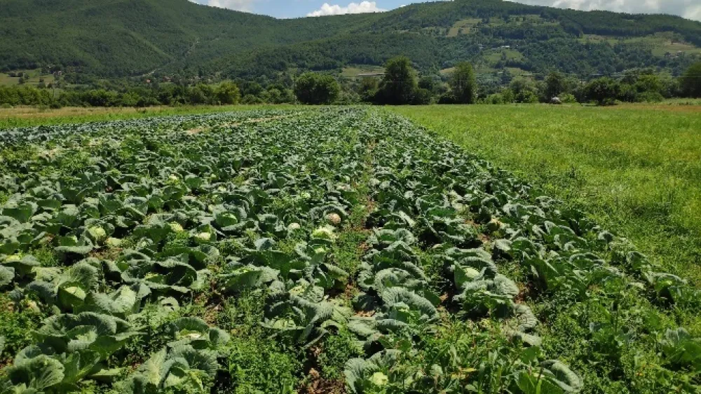 Pad prinosa na području Bijelog Polja: Stočarstvo podbacilo do 40 odsto