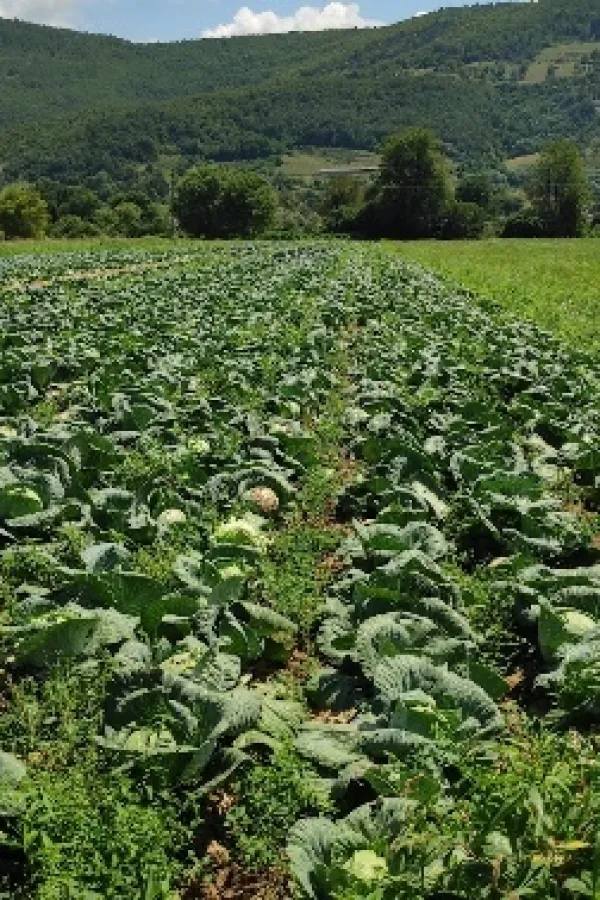 Pad prinosa na području Bijelog Polja: Stočarstvo podbacilo do 40 odsto