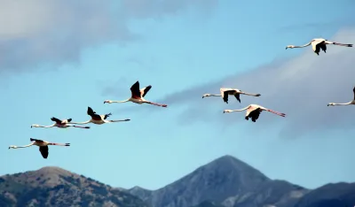 CZIP organizuje vikend posvećen ulcinjskim pticama