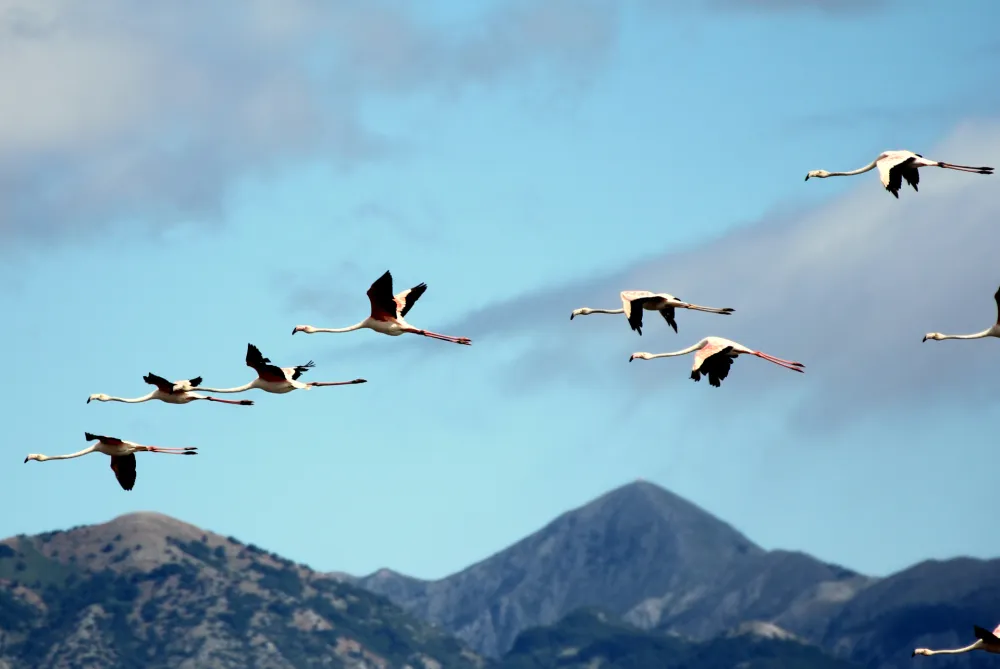 CZIP organizuje vikend posvećen ulcinjskim pticama