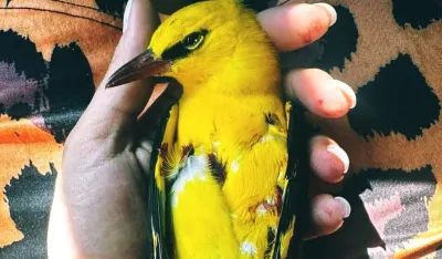 CZIP, za&scaron;tićena vrsta vuga ubijena u PIperima