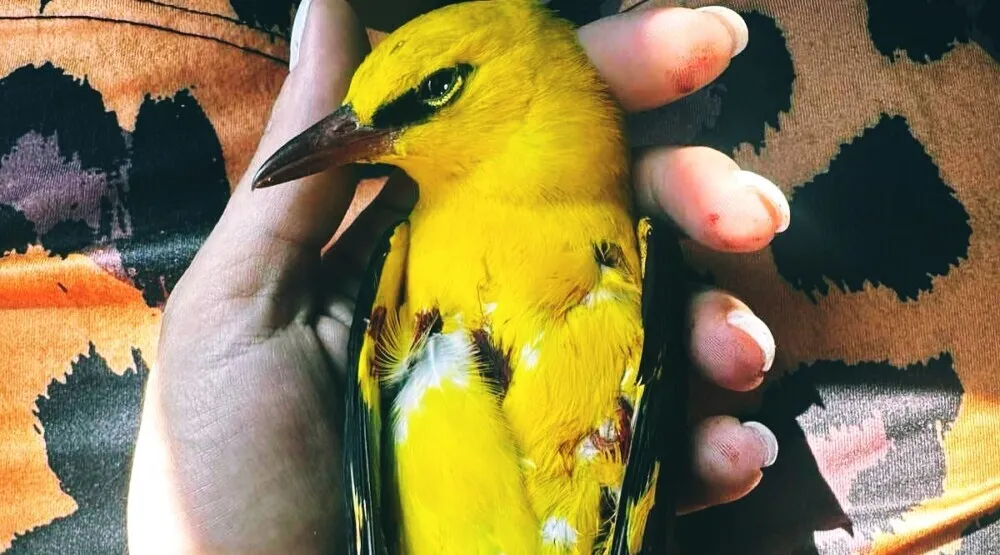 CZIP, za&scaron;tićena vrsta vuga ubijena u PIperima