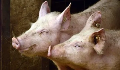 Teretane za svinje u Njemačkoj: Traku za trčanje aktiviraju nju&scaron;kom