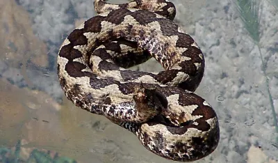 Djevojčicu ugrizao poskok u blizini plaže u Hrvatskoj