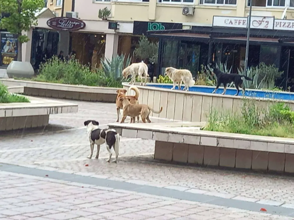 U pripremi novi propis o kućnim ljubimcima: Veći stepen odgovornosti vlasnika pasa i mačaka