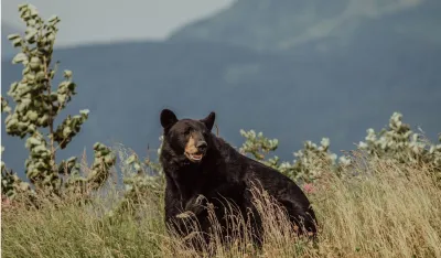 (VIDEO) Medvjed se prejeo voća pa zavr&scaron;io u hitnoj: "Okan primljen zbog nelagodnosti u stomaku"