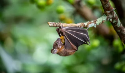 (VIDEO) &Scaron;i&scaron;mi&scaron;i izazvali uzbunu u centru Zagreba