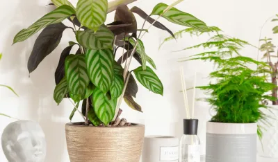 Pet znakova da je va&scaron;a biljka prerasla saksiju