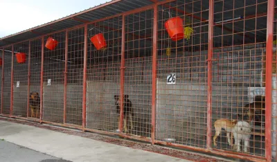 Januar 2007 DZZ PodgoricaDrustvo za zastitu zivotinjaAzil za zivotinjepas lutalicaazil za pse