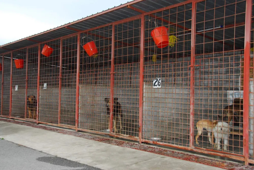 Januar 2007 DZZ PodgoricaDrustvo za zastitu zivotinjaAzil za zivotinjepas lutalicaazil za pse