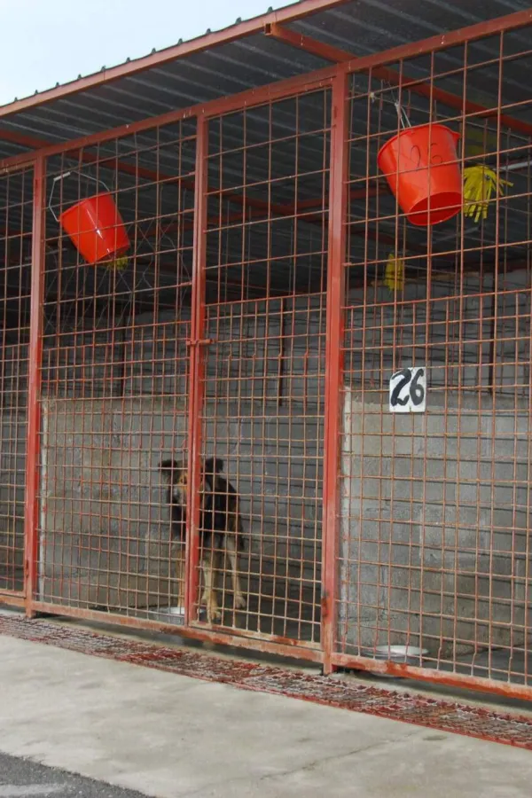 Januar 2007 DZZ PodgoricaDrustvo za zastitu zivotinjaAzil za zivotinjepas lutalicaazil za pse