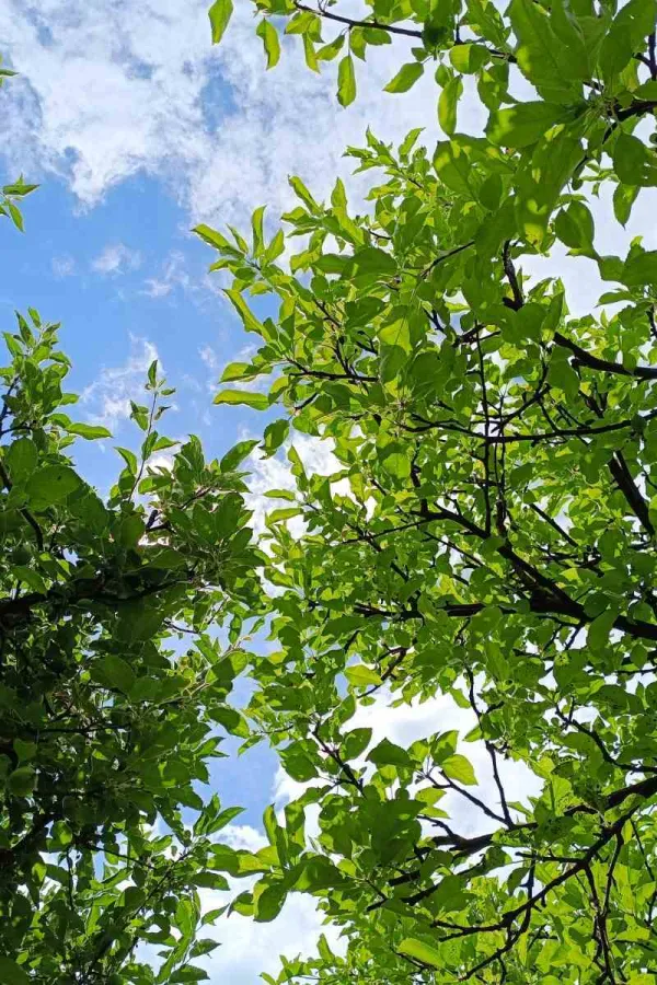 (VIDEO) Sjutra do 31 stepen