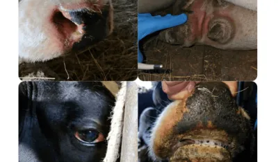 Potvrđen slučaj plavog jezika u Crnoj Gori