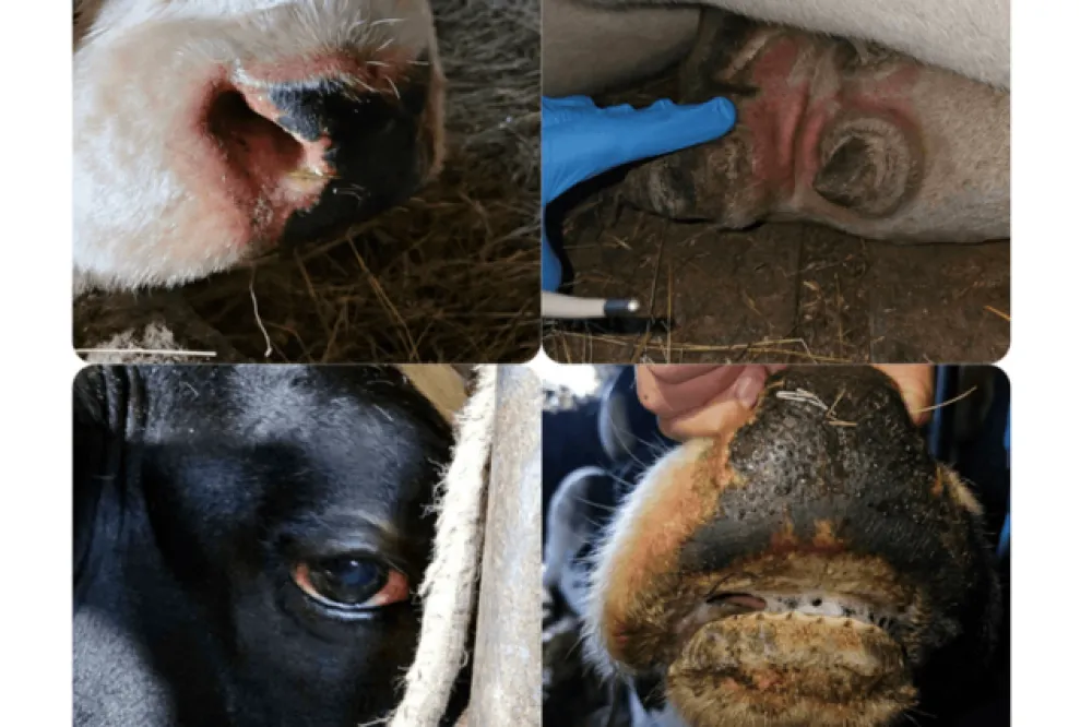 Potvrđen slučaj plavog jezika u Crnoj Gori