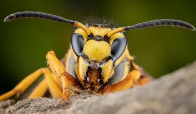 orjentalni str&scaron;