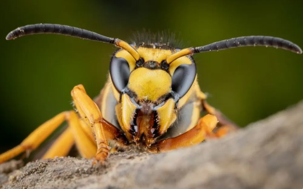 orjentalni str&scaron;