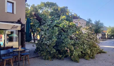 Palo stablo u centru Nik&scaron;ića