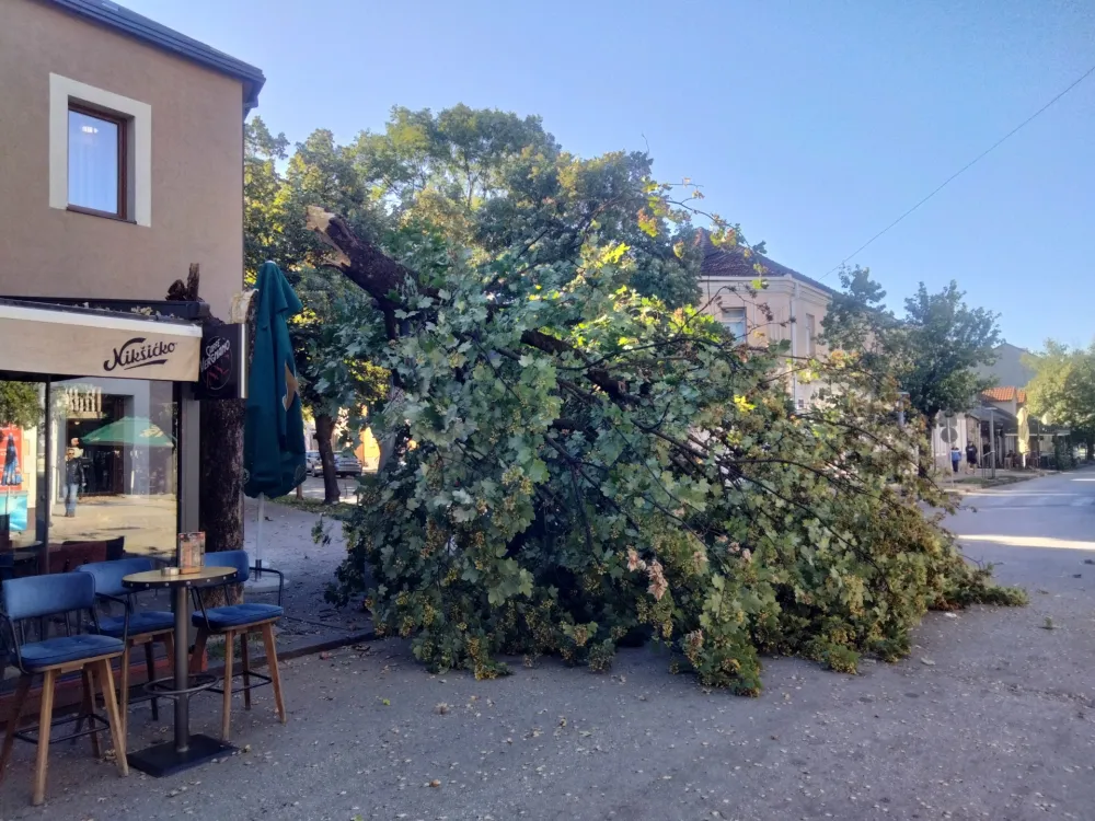 Palo stablo u centru Nik&scaron;ića