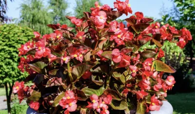 Kada treba unijeti biljke da prežive zimu?&nbsp;