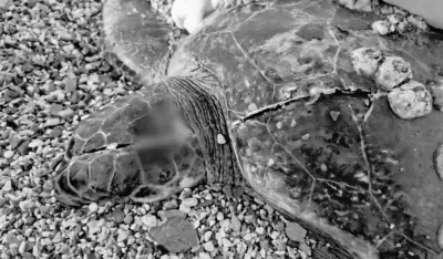 Apel Instituta za biologiju mora: Prilagoditi brzinu plovidbe,&nbsp;morske kornjače&nbsp;su strogo za&scaron;tićene vrste