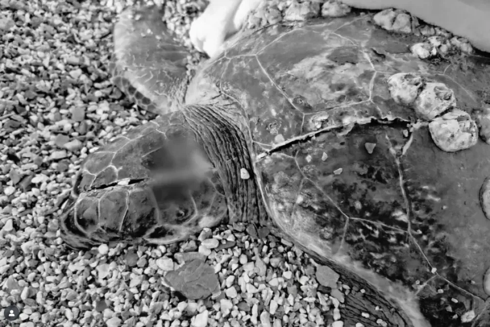 Apel Instituta za biologiju mora: Prilagoditi brzinu plovidbe,&nbsp;morske kornjače&nbsp;su strogo za&scaron;tićene vrste