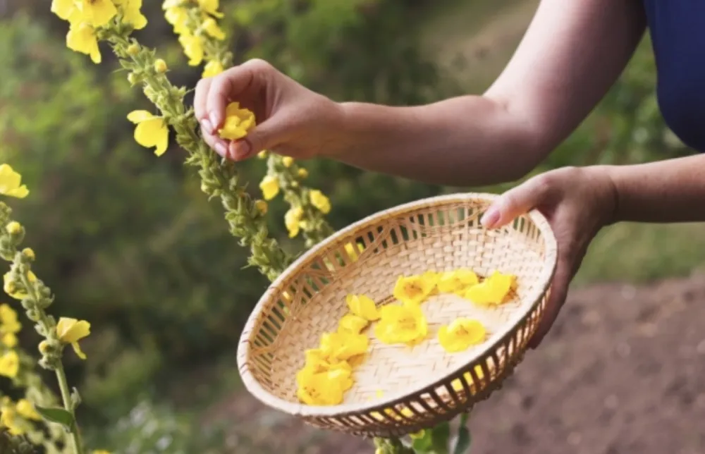 Ni&scaron;ta ne čisti pluća tako dobro kao ova biljka&nbsp;