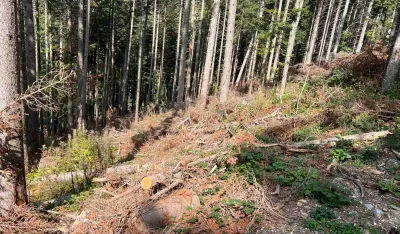 Krivična prijava zbog &scaron;umske krađe u Bijelom Polju