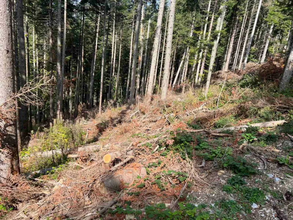 Krivična prijava zbog &scaron;umske krađe u Bijelom Polju