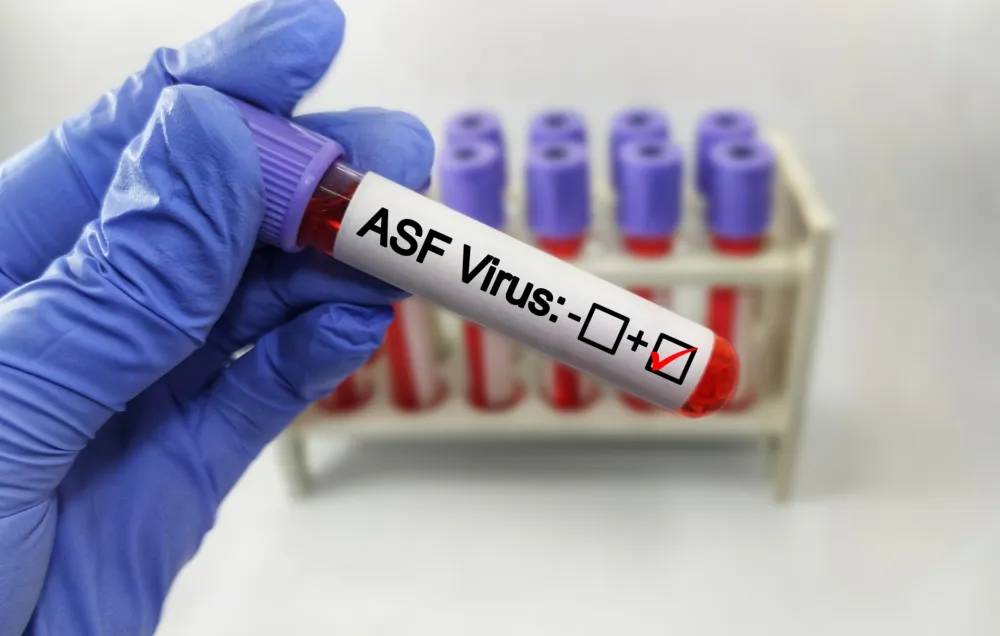 Potvrđeni slučajevi afričke svinjske kuge u Republici Srpskoj, tik uz granicu s Hrvatskom