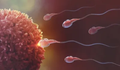 Nova nada za liječenje mu&scaron;kog steriliteta