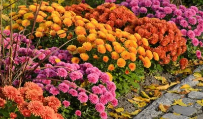 Puževi u vrtu: Posadite ove dvije biljke i pobjeći će glavom bez obzira