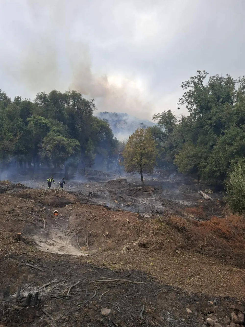 Lokalizovan požar iznad Budve