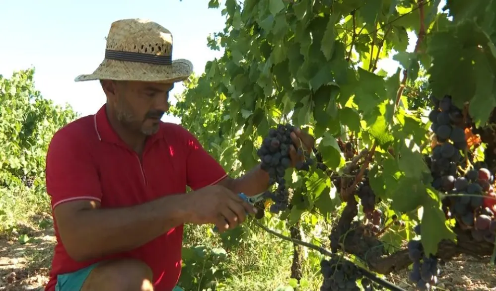 Zavr&scaron;ena berba vinskog grožđa u Plantažama
