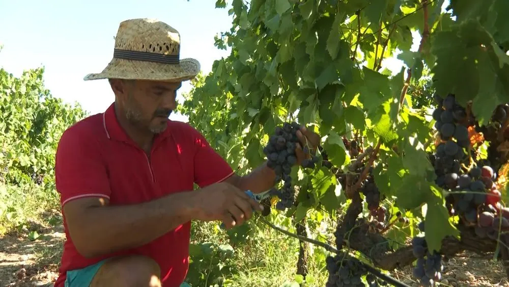 Zavr&scaron;ena berba vinskog grožđa u Plantažama