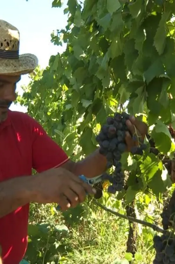 Zavr&scaron;ena berba vinskog grožđa u Plantažama
