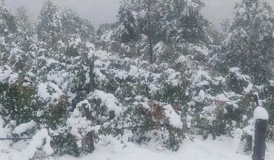Na području op&scaron;tine Andrijevica snijeg polomio stabla&nbsp;i "obrao" voćnjake