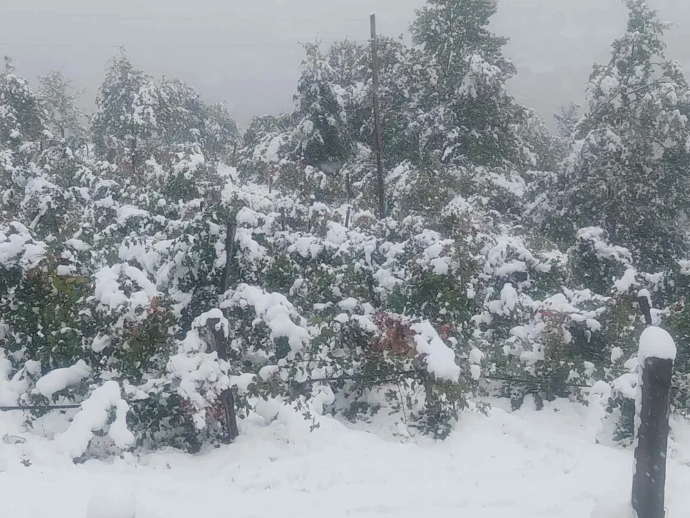 Na području op&scaron;tine Andrijevica snijeg polomio stabla&nbsp;i "obrao" voćnjake