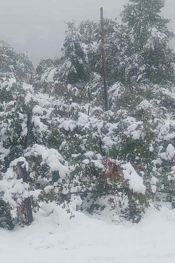 Na području op&scaron;tine Andrijevica snijeg polomio stabla&nbsp;i "obrao" voćnjake