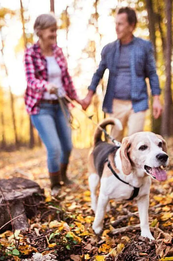 Kako ojačati imuni sistem va&scaron;ih pasa uz dolazak hladnijih dana