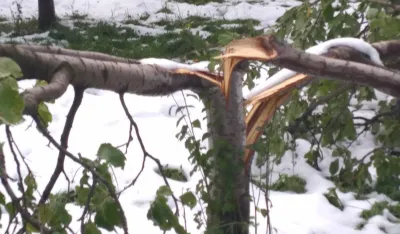 Zbog snijega, voćari u Pljevljima ostali bez roda