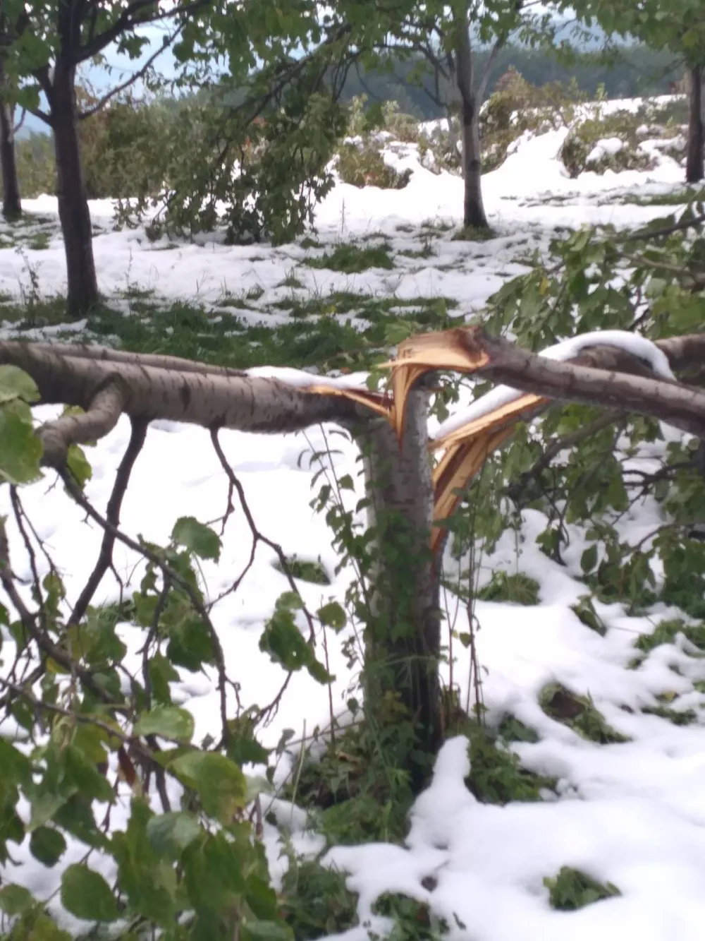 Zbog snijega, voćari u Pljevljima ostali bez roda