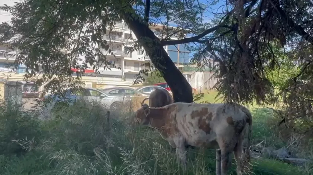 Krave u centru grada