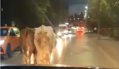 (VIDEO) U Podgorici kao u Indiji: Krave &scaron;etaju ulicama