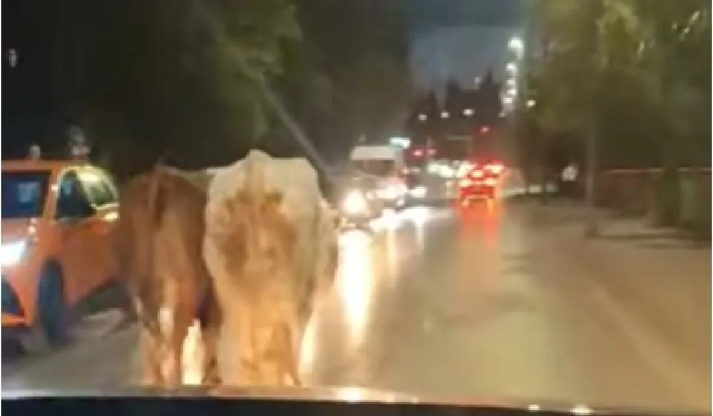 (VIDEO) U Podgorici kao u Indiji: Krave &scaron;etaju ulicama