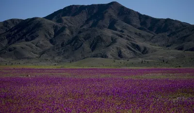 (FOTO) Prirodni fenomen: Cvjetanje pustinje Atakama u Čileu