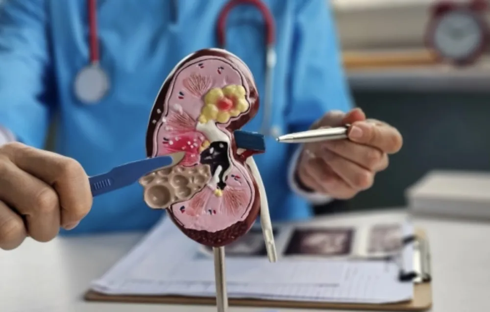 Naučnici stvorili "univerzalni bubreg": Moći će da ga prihvati svaki paijent