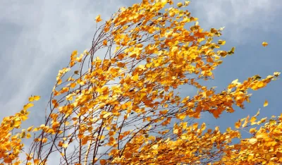 Sjutra promjenljivo oblačno, krajem dana pojačan sjeverni vjetar