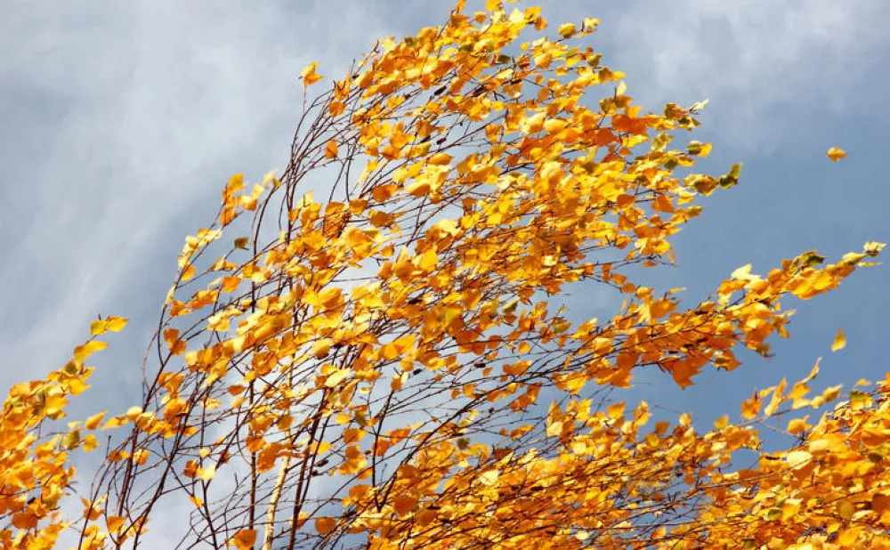 Sjutra promjenljivo oblačno, krajem dana pojačan sjeverni vjetar